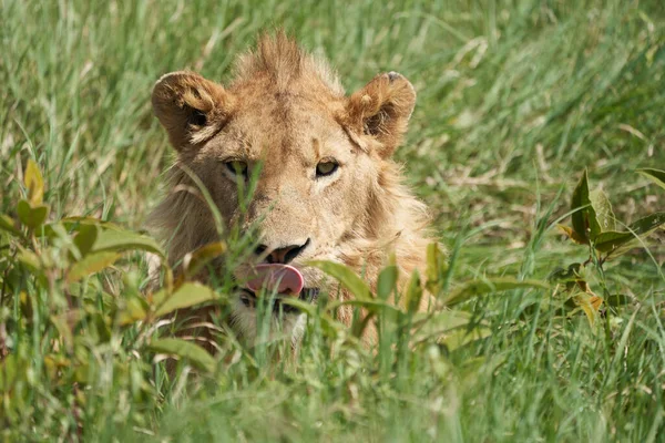 Een Jonge Leeuw in de morgen zon van Ngorongoro krater Serengeti — Stockfoto