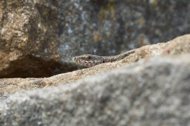 Yaygın duvar kertenkelesi podarcis freski Sürüngen Yakın portre Temiz