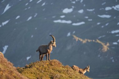 Oğlak Alp Albex Capra dağ keçisi İsviçre Alpleri