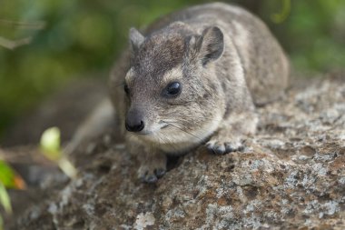 Rock Hyrax Procavia Capensis Cape Pelerin Afrika