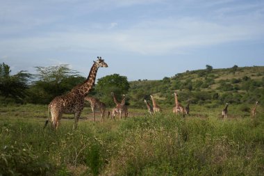 Zürafa Afrika Zürafa Safari Büyük Beş Afrika Grubu Dövüşü