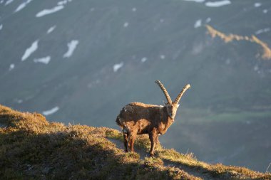 Oğlak Alp Albex Capra dağ keçisi İsviçre Alpleri