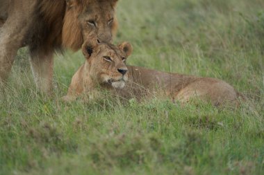 Aslan ve Dişi aslan Kenya Safari Çiftleşmesi