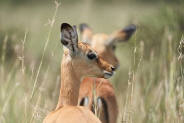 Impala Grubu İmpalas Antilop Afrika 'nın Portresi Safari