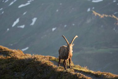 Oğlak Alp Albex Capra dağ keçisi İsviçre Alpleri