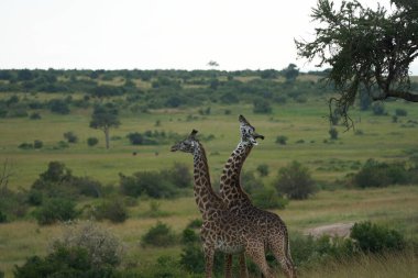 Zürafa Afrika Zürafa Safari Büyük Beş Afrika