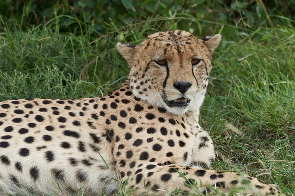 Frères guépard Afrique Safari Masai Mara Portrait — Photo