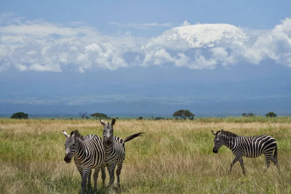 Plains zebra Equus quagga- Big Five Safari Zwart en wit gestript — Stockfoto