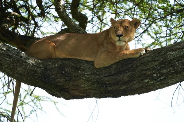 Serengeti leona trepadora de árboles - Lion Safari Portrait — Foto de Stock
