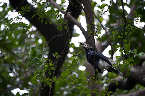 Silberwangenhornvogel Bycanistes brevis Tansania Lake Manyara oder Trompeterhornvogel Bycanistes bucinator — Stockfoto