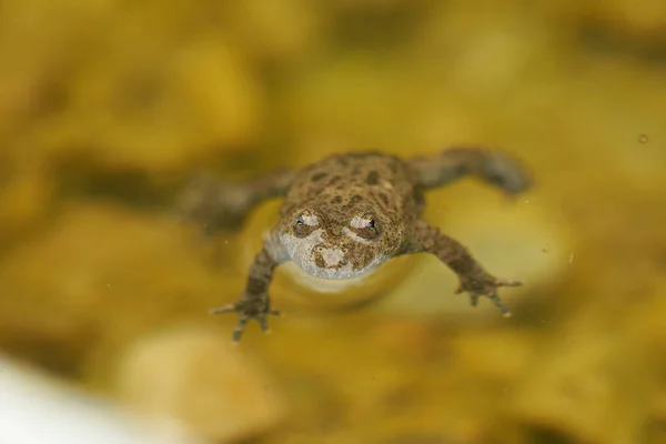 Yellow Bellied Toad Bombina Variegata Portrait Golden Eyes with Black Heart — Stock Photo, Image