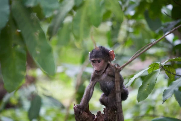 Olive baboon baby Papio anubis Anubis baboon Cercopithecidae Old world monkey — Stock Photo, Image