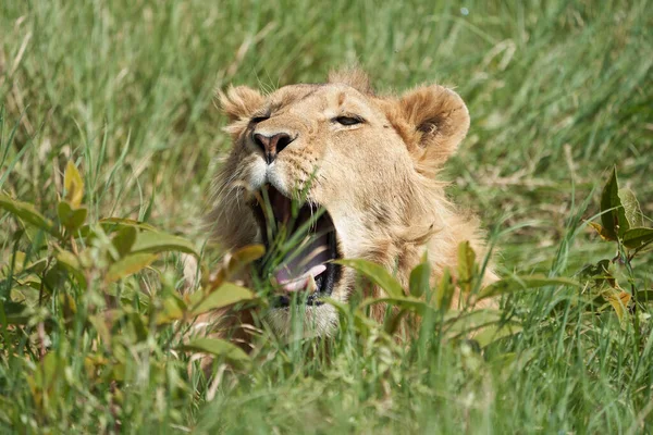 Een Jonge Leeuw in de morgen zon van Ngorongoro krater Serengeti — Stockfoto