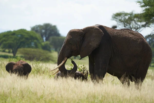 Olifant Baby Amboseli - Big Five Safari -Baby Afrikaanse bush olifant Loxodonta africana — Stockfoto