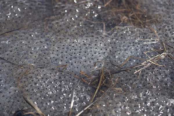 Frog Toad Spawn Texture Macro Bright Mountain Light