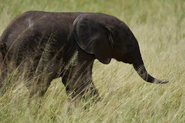 Elephant Baby Amboseli - Big Five Safari -Baby African bush elephant Loxodonta africana