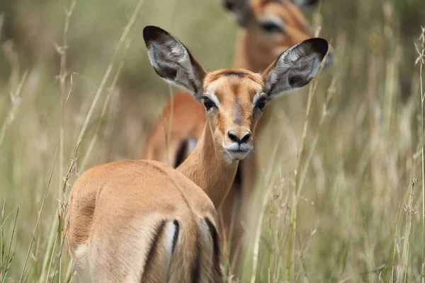 Impala Group Impalas Antelope Portrait África Safari — Fotografia de Stock