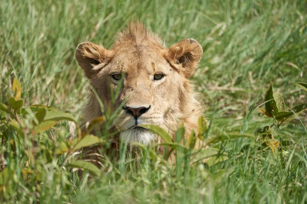 Een Jonge Leeuw in de morgen zon van Ngorongoro krater Serengeti — Stockfoto