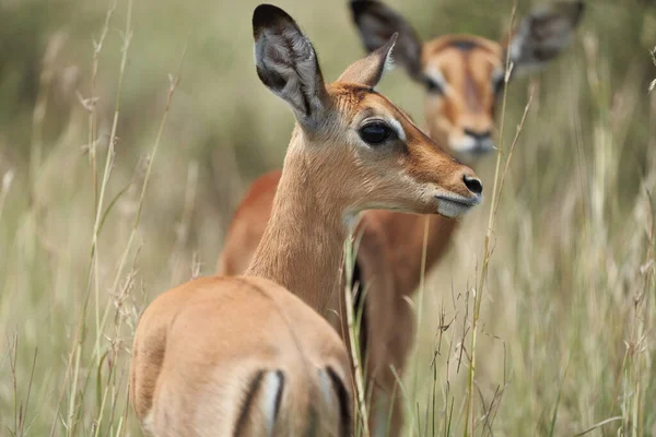 Impala Group Impalas Antilopen Portrait Afrika Safari — Stockfoto
