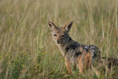 Altın Çakal Canis Aureus Safari Vahşi Portresi