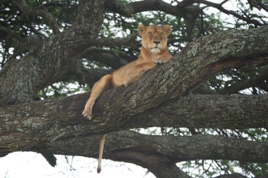 Dişi aslan Serengeti 'ye tırmanıyor - Aslan Safari Portresi