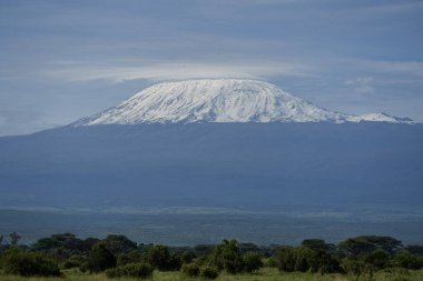  Amboseli - Büyük Beş Safari - Kilimanjaro Afrika çalı fili Loxodonta africana