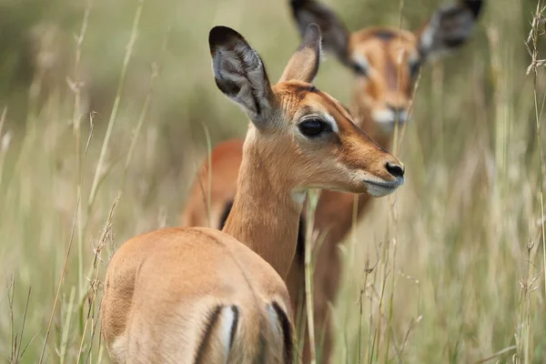 Impala Group Impalas Antelope Portrait Africa Safari — 图库照片