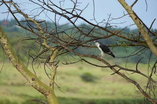 Mäusebussard-Paar Buteo augurarge afrikanische Greifvogelart mit Fang östliche grüne Mamba Dendroaspis angusticeps hochgiftige Schlange — Stockfoto