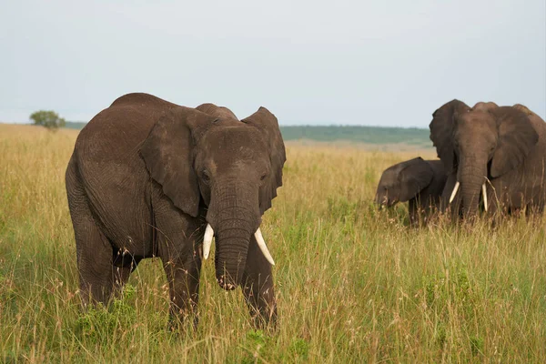 Olifant Baby Amboseli - Big Five Safari -Baby Afrikaanse bush olifant Loxodonta africana — Stockfoto