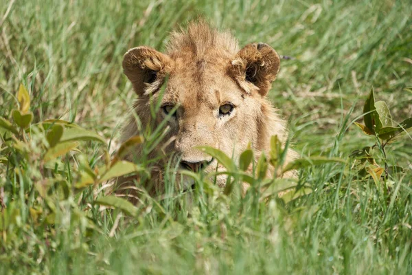 Een Jonge Leeuw in de morgen zon van Ngorongoro krater Serengeti — Stockfoto