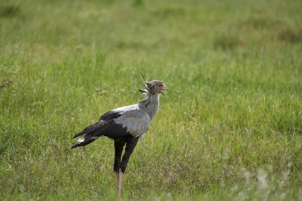 Secretarybird of secretaresse vogel Boogschutter serpentarius Protrait Savannah — Stockfoto