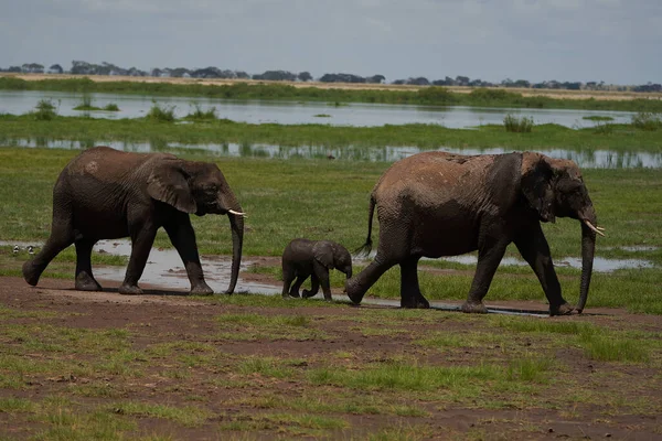 Elephant Baby Amboseli - Big Five Safari -Baby African bush elephant Loxodonta africana