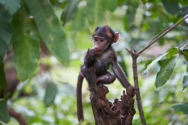 Olive baboon baby Papio anubis Anubis baboon Cercopithecidae Old world monkey — Stock Photo, Image