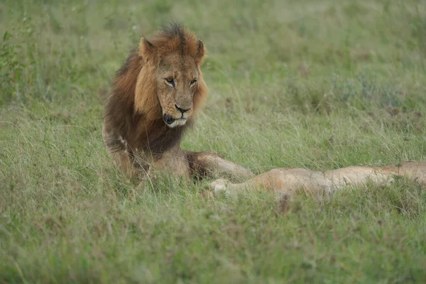 Lew i Lwica Kenia Safari Savanna Kojarzenie — Zdjęcie stockowe