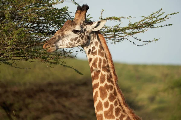 Girafe Afrique Giraffa Safari Big Five Afrique — Photo