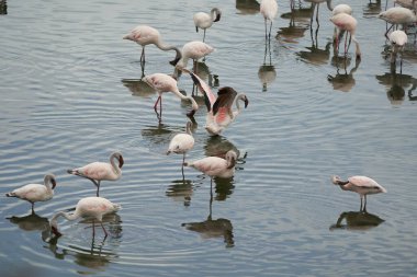 Flamingo Phoenicopteridae Afrika 'da güzel renkli bir göl yansıması