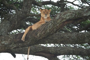 Dişi aslan Serengeti 'ye tırmanıyor - Aslan Safari Portresi
