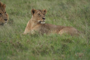 Aslan ve Dişi aslan Kenya Safari Çiftleşmesi