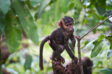 Olive babun baby Papio anubis Anubis babun Cercopithecidae Eski Dünya Maymunu