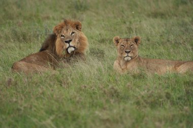 Aslan ve Dişi aslan Kenya Safari Çiftleşmesi