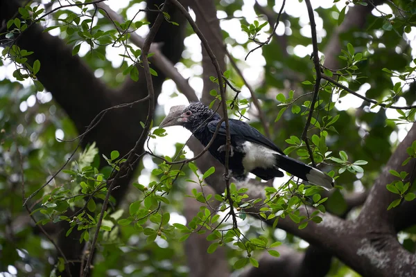 Silvery cheeked hornbill Bycanistes brevis Tanzania Lake Manyara or trumpeter hornbill Bycanistes bucinator — Stock Photo, Image