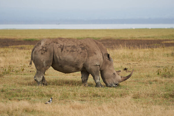 Rhino Baby and Mother- Rhinoceros with Bird White rhinoceros Square-lipped rhinoceros Ceratotherium simum 