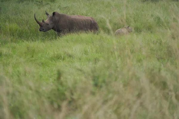 Rhino Baby and Mother- Rhinoceros with Bird Black rhinoceroshook-lipped rhinoceros Diceros bicornis