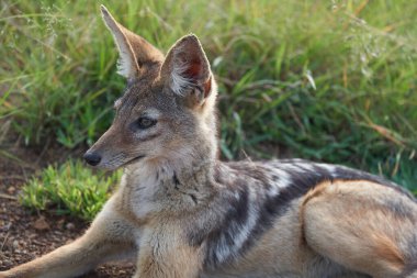 Altın Çakal Canis Aureus Safari Vahşi Portresi