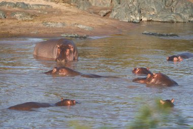 Hippo Hippopotamus amfibik Afrika Safari Portre Suyu