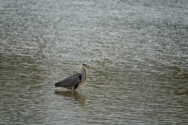 Gri balıkçıl Ardea cinerea uzun bacaklı yırtıcı kuş balıkçıl kuş yiyen kuş.