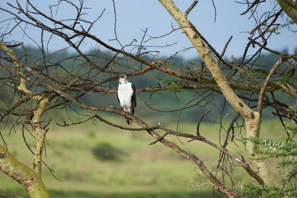 Augur buzzard Casal Buteo augurarge Ave de rapina africana com captura mamba verde oriental Dendroaspis angusticeps cobra altamente venenosa — Fotografia de Stock