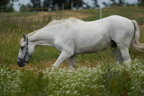 Beyaz at Equus ferus caballus Portre Gras — Stok fotoğraf