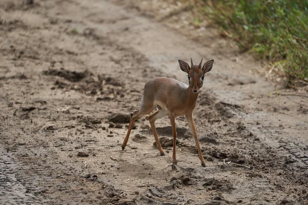 Carino Dik Dik Africa Safari Gras Wild — Foto Stock