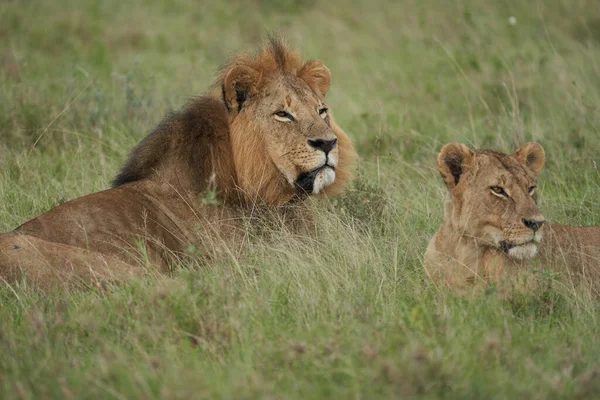 Lion et lionne Kenya Safari Savanna Mating — Photo